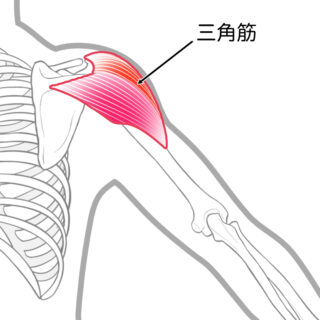 使用する筋肉