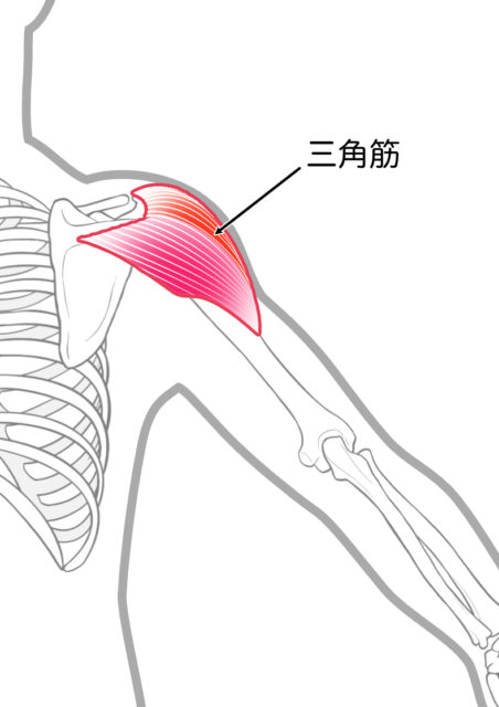 使用する筋肉