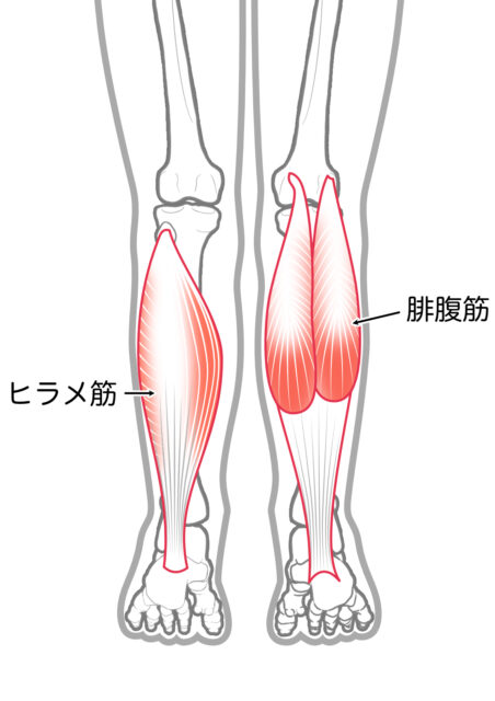 使用する筋肉