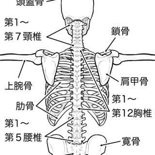 関節や骨の位置