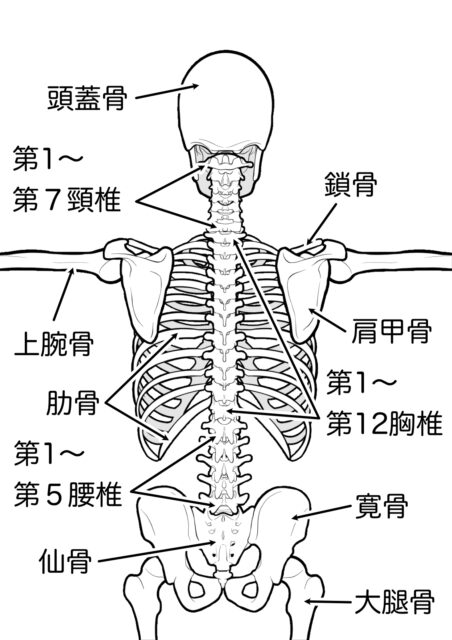 関節や骨の位置