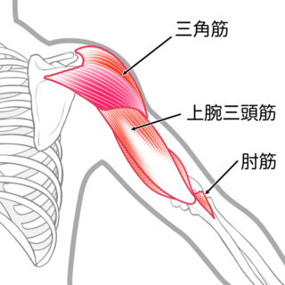 三角筋/上腕三頭筋