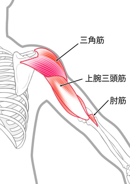 三角筋/上腕三頭筋