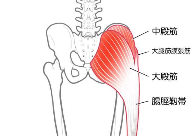 使用する筋肉