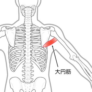 使用する筋肉