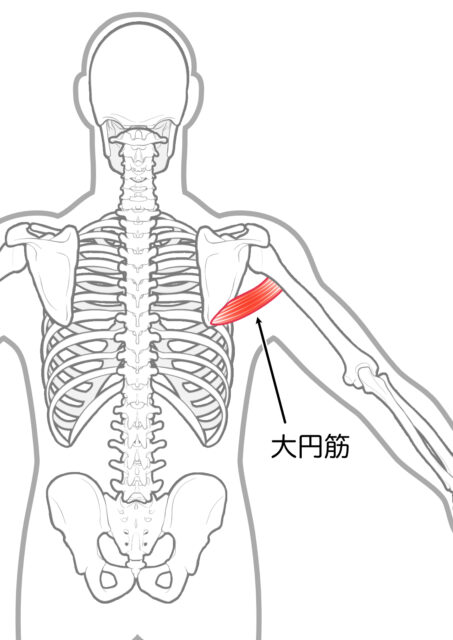 使用する筋肉