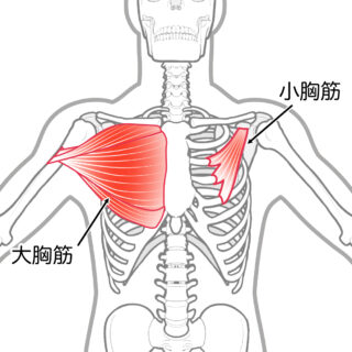 使用する筋肉