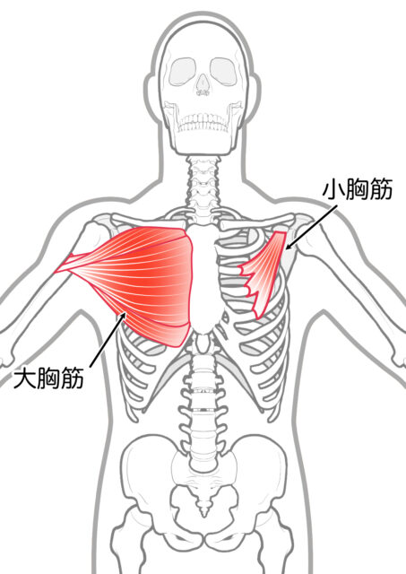 使用する筋肉