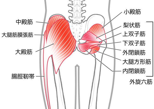 使用する筋肉