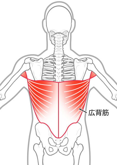 使用する筋肉