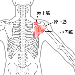 使用する筋肉