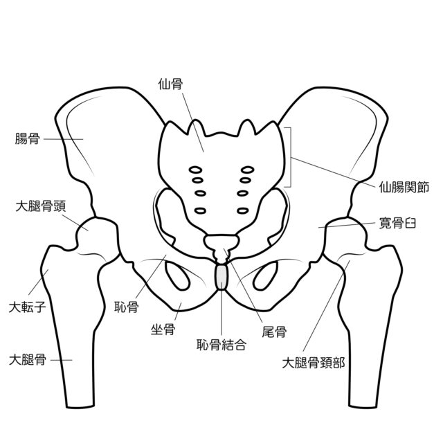 関節や骨の位置