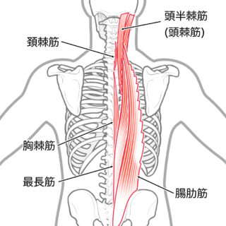 使用する筋肉