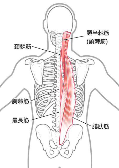 使用する筋肉