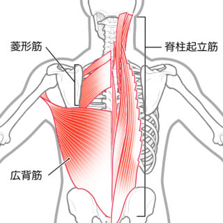 使用する筋肉