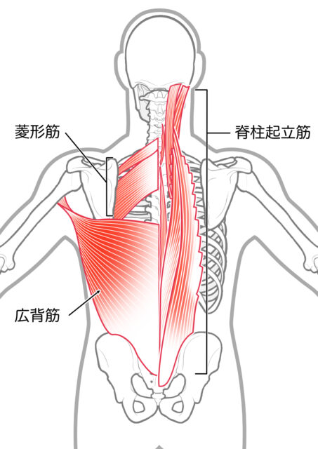 使用する筋肉