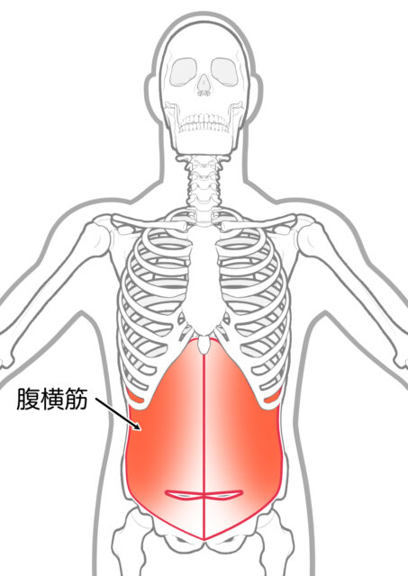  使用する筋肉