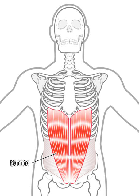 使用する筋肉