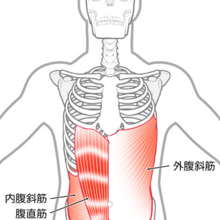 使用する筋肉