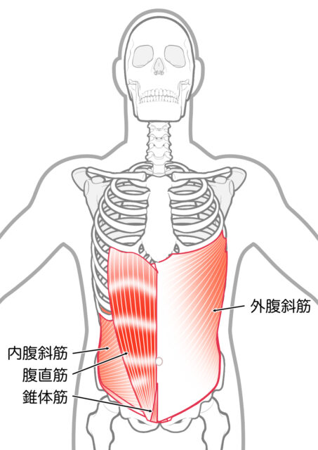 使用する筋肉