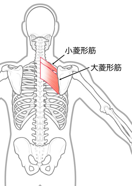 使用する筋肉