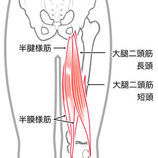 使用する筋肉