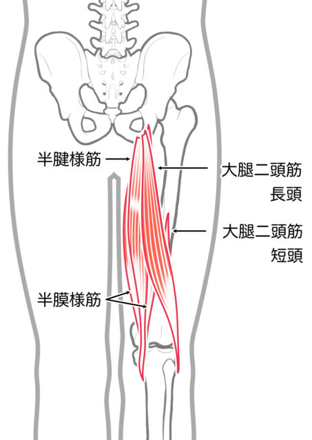 使用する筋肉