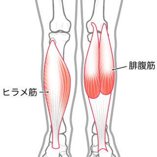 使用する筋肉