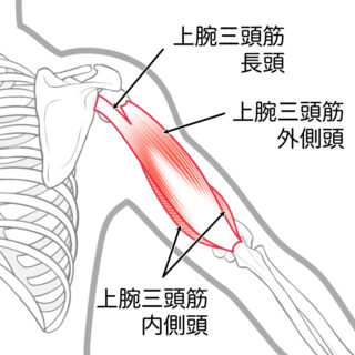 使用する筋肉