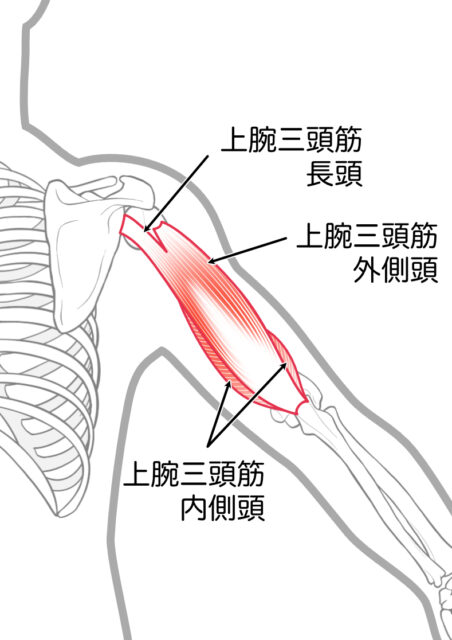 使用する筋肉