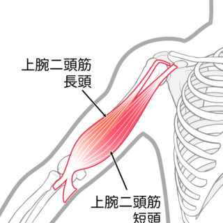 使用する筋肉