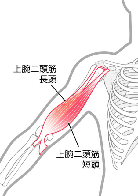 使用する筋肉