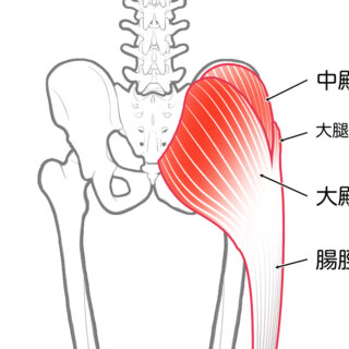 使用する筋肉