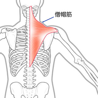 使用する筋肉