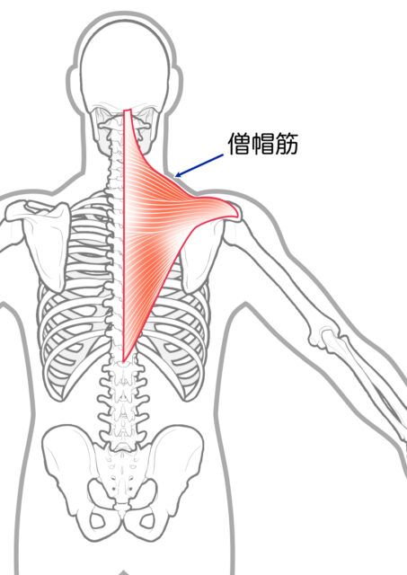 使用する筋肉