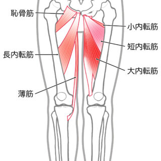 使用する筋肉