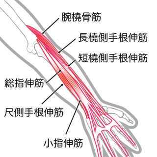 使用する筋肉