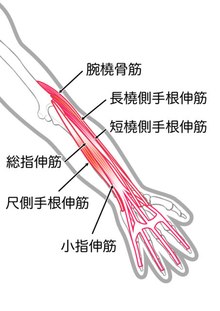 使用する筋肉