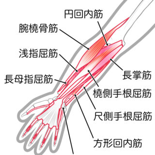 使用する筋肉