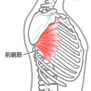 使用する筋肉