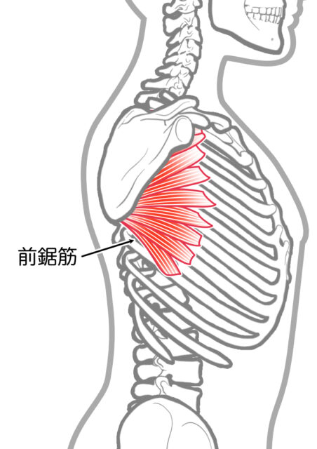 使用する筋肉