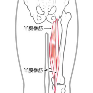 使用する筋肉