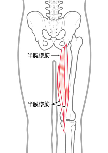 使用する筋肉