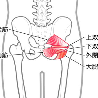 使用する筋肉