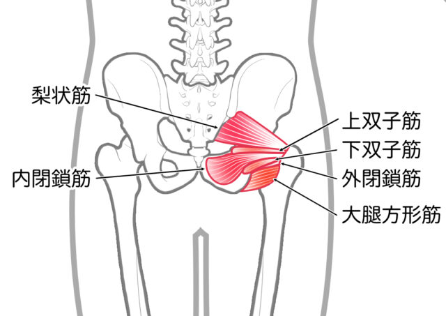 使用する筋肉