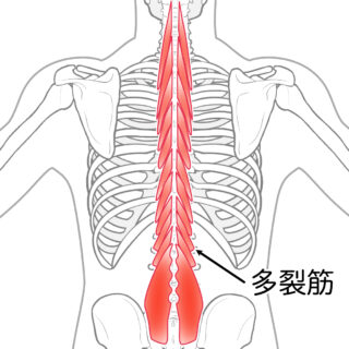 使用する筋肉