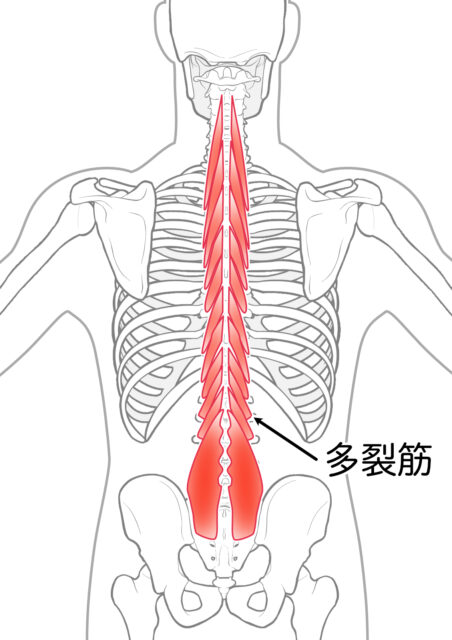 使用する筋肉