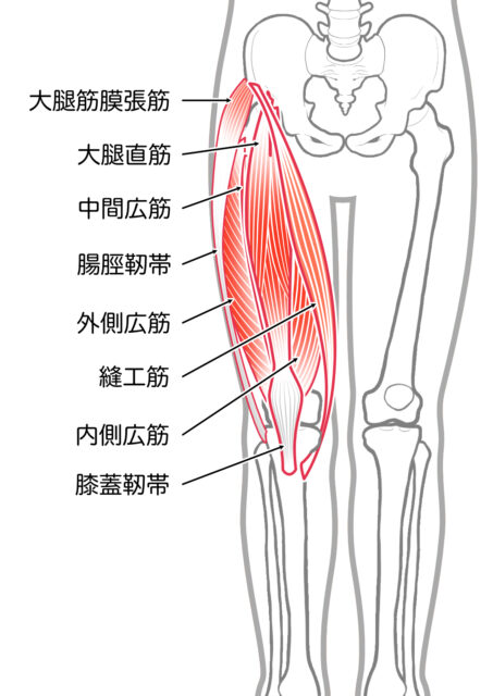 使用する筋肉