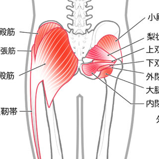 使用する筋肉