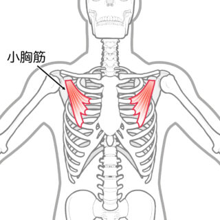 使用する筋肉